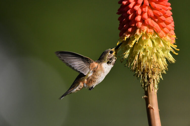 Bird Photography for Beginners